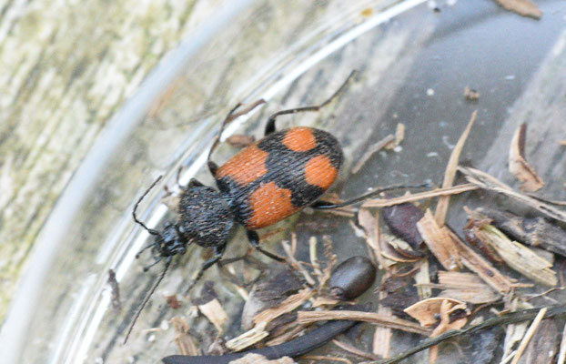 Panagaeus cruxmajor - Kruissmalkop