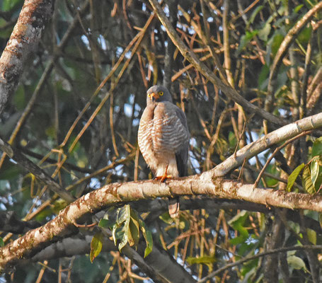 Roadside Hawk