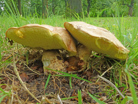 Boletus impolitus