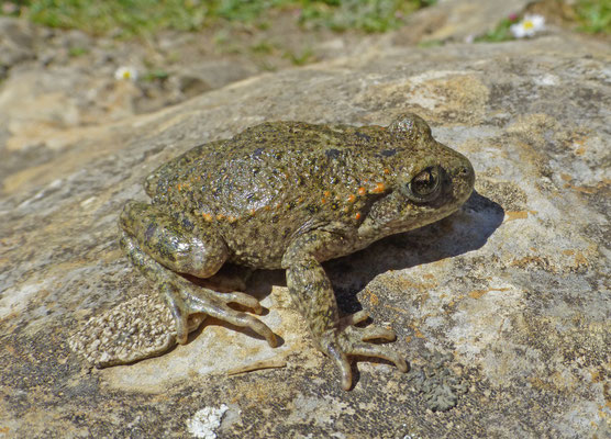 Alytes cisternasii -  Iberische vroedmeesterpad