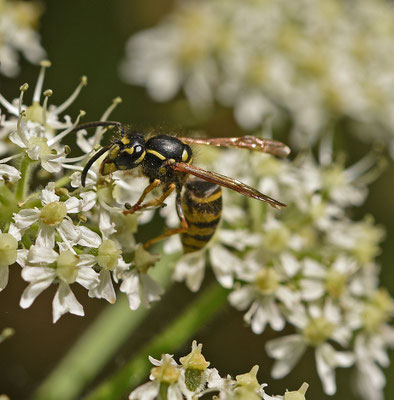 Vespula vulgaris - Gewone wesp