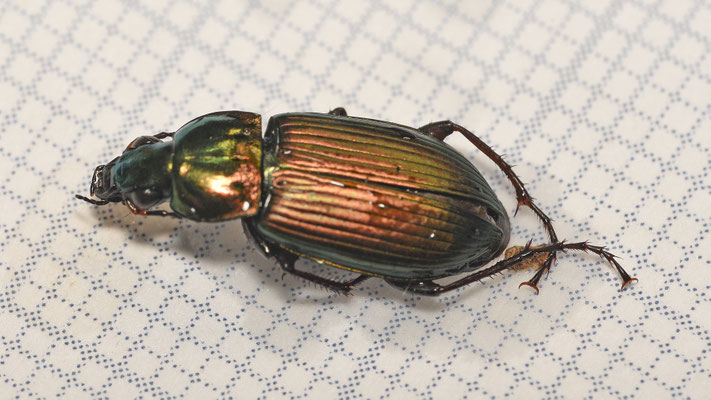 Poecilus cupreus - Koperen kielspriet