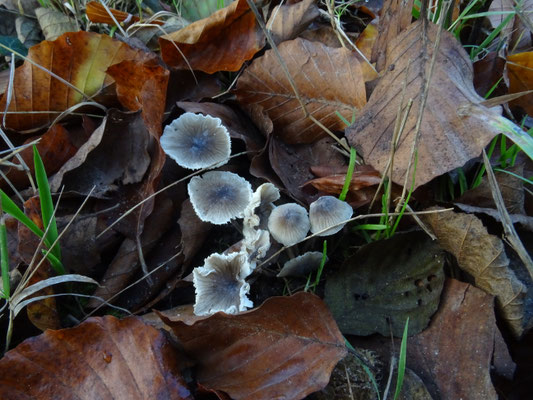 Mycena cinerella - Grijze mycena