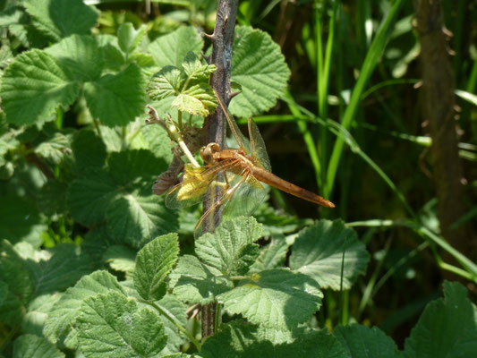 Crocothemis erythraea