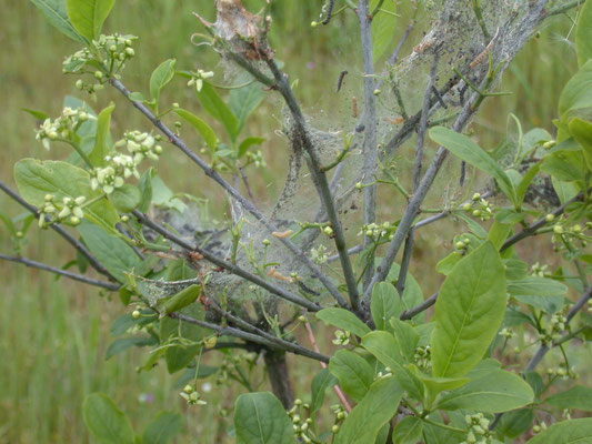 Euonymus europaeus - Wilde kardinaalsmuts