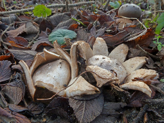 Myriostoma coliforme-Peperbus