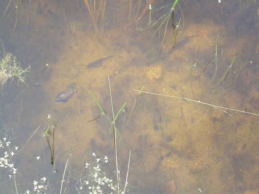 vinpootsamander (Lissotriton helveticus)