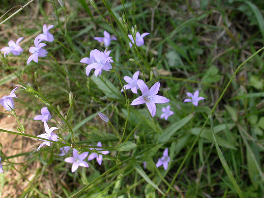 Campanula rapunculus - Rapunzelklokje