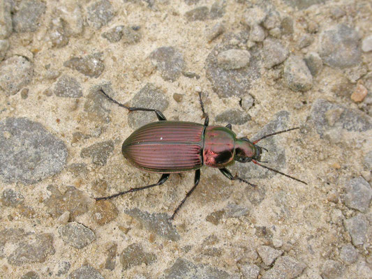 Poecilus versicolor