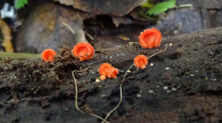 Crepidotus cinnabarinus - Rood oorzwammetje