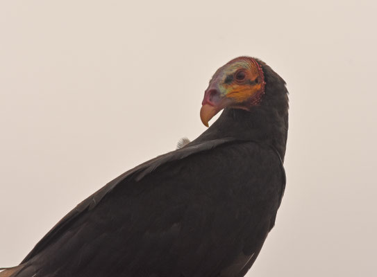 Lesser Yellow-headed Vulture