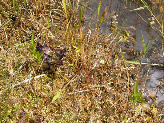 Baldellia ranunculoides - Moerasweegbree