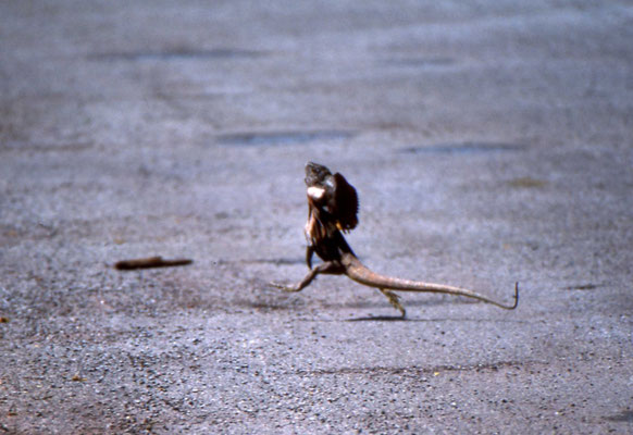 Chlamydosaurus kingii - Frilled Lizard