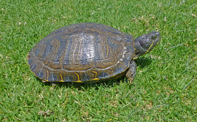 Trachemys scripta elegans - Roodwangschildpad