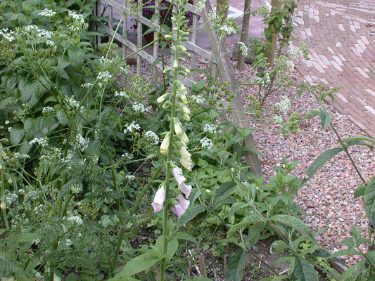 Digitalis purpurea - Vingerhoedskruid