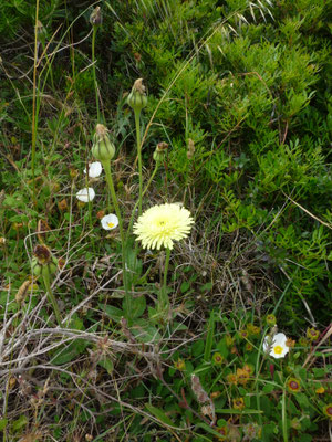 Urospermum dalechampii