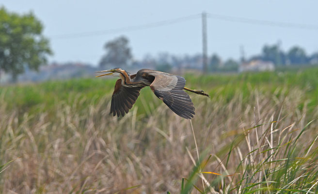 Purperreiger