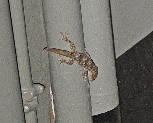 Hemidactylus mabouia - Tropical House Gecko