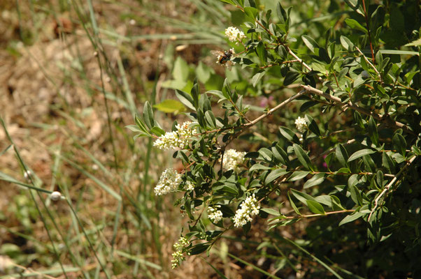 Ligustrum vulgare - Wilde liguster