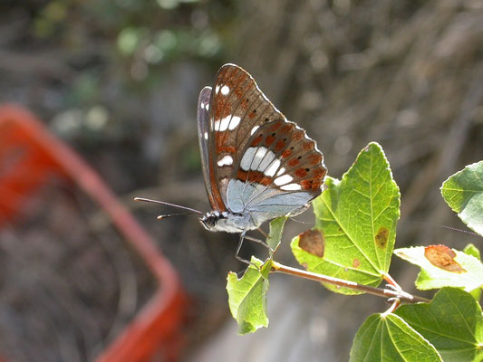 Limenitis reducta