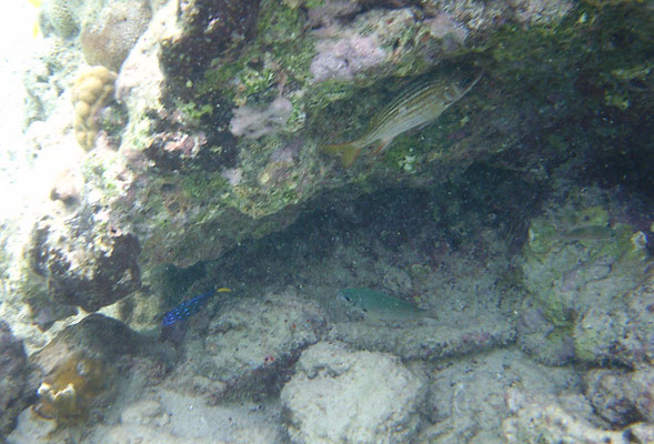Microspathodon chrysurus, juvenile