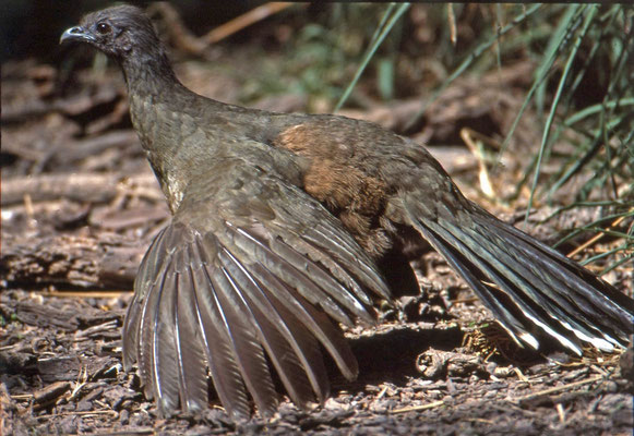Plain Chacalaca