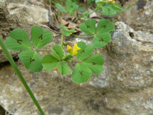 Medicago arabica - Gevlekte rupsklaver