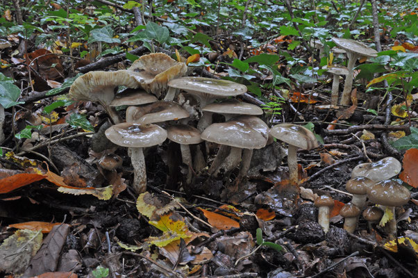 Hygrophorus persoonii - Olijkleurige slijmkop