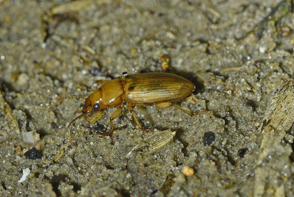 Harpalus flavescens - Gele kruiper