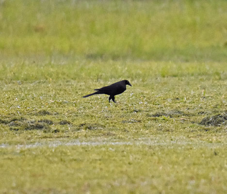 Giant Cowbird
