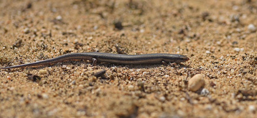 Iberische skink