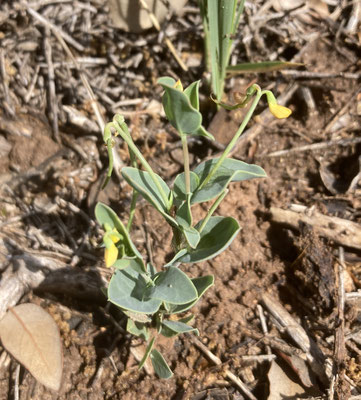 Schorpioenkroonkruid