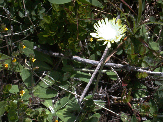 Hieracium alpinum