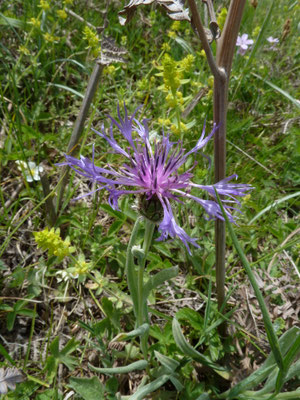 Centaurea triumfettii