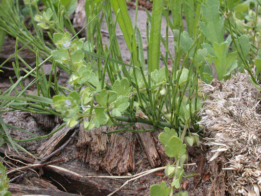 Veronica hederifolia hederifolia - Akker-klimopereprijs