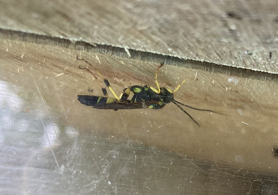  Ichneumon xanthorius