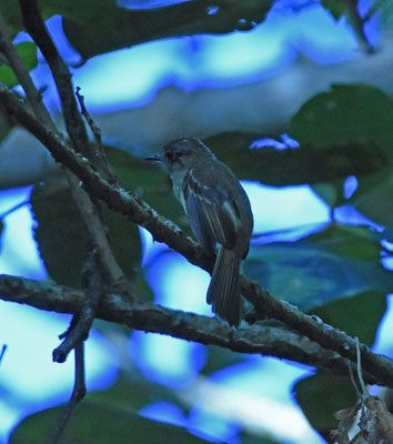 Yellow-crowned Elaenia