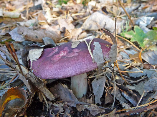 Russula fragilis - Broze russula