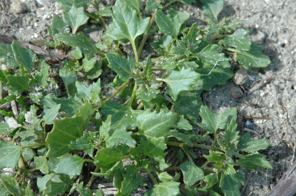 Atriplex prostrata - Spiesmelde