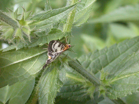 Anania hortulata - Bonte brandnetelmot