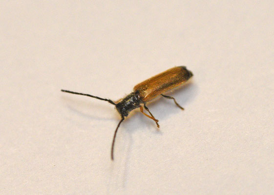 Gewone dwergboktor