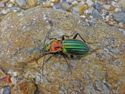 Carabus lineatus