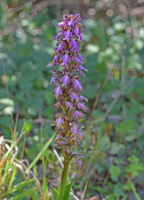 Hyacintorchis