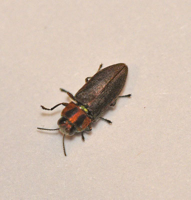 Anthaxia spec