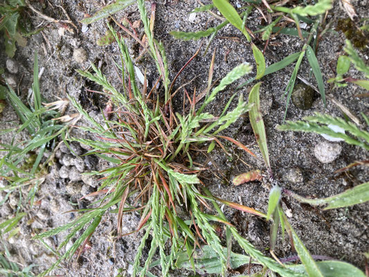 Catapodium marinum - Laksteeltje