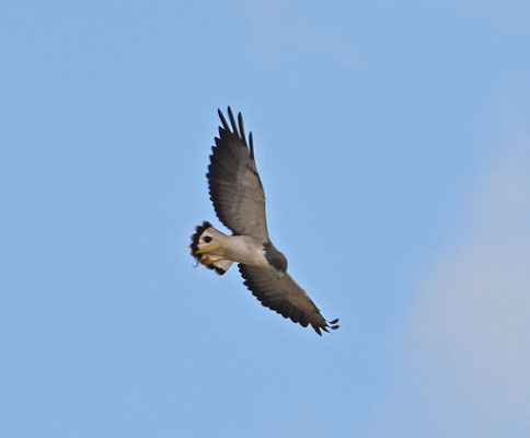 White-tailed Hawk