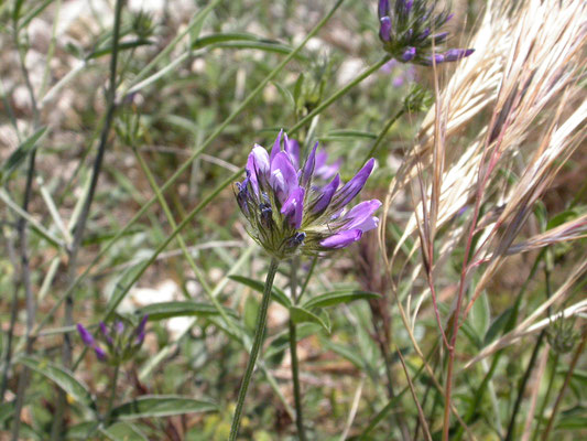 Psoralea bituminosa - Pekklaver