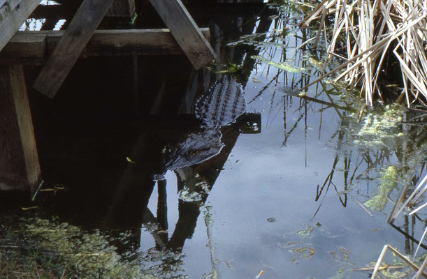 Alligator