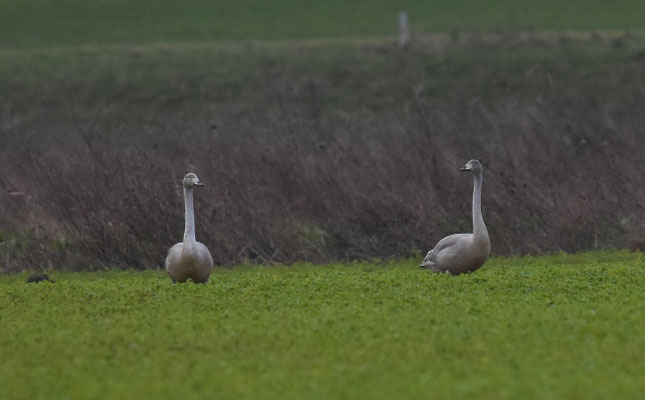 Wilde Zwaan