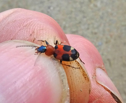 Callistus lunatus